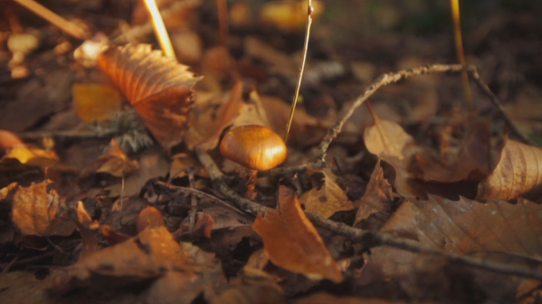 Itinéraire Bis – Périgord